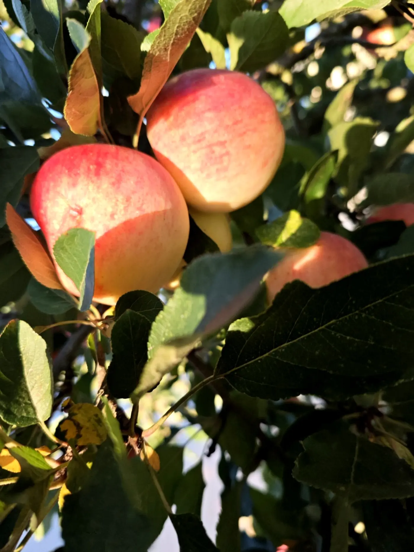 Apples ripening on the tree in the estate orchard