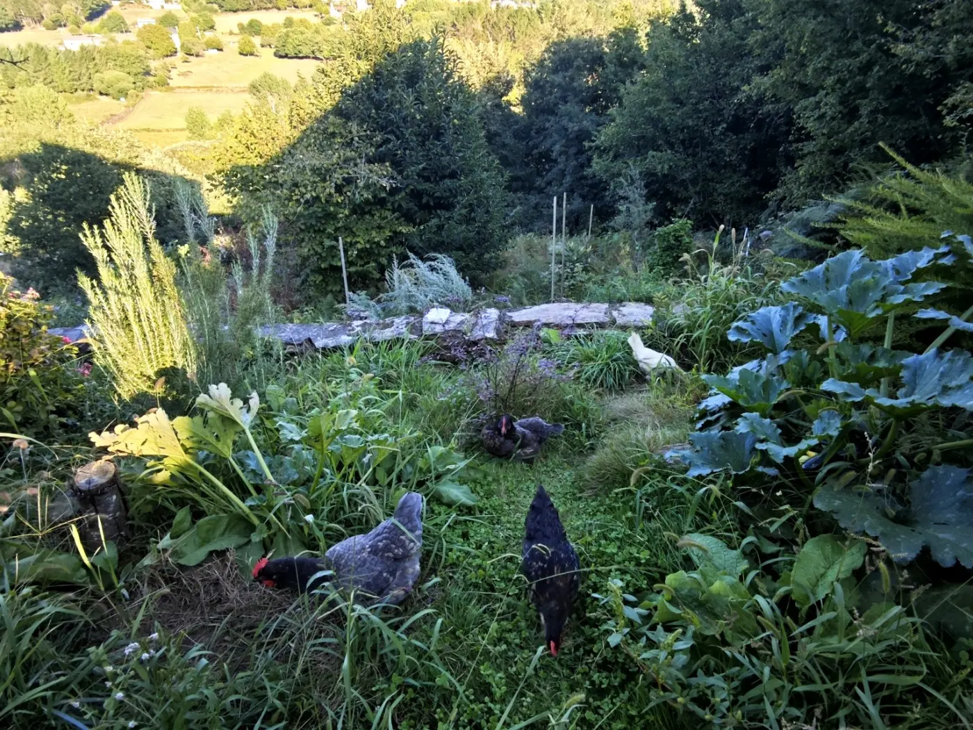 The kitchen garden with hens among the vegetables