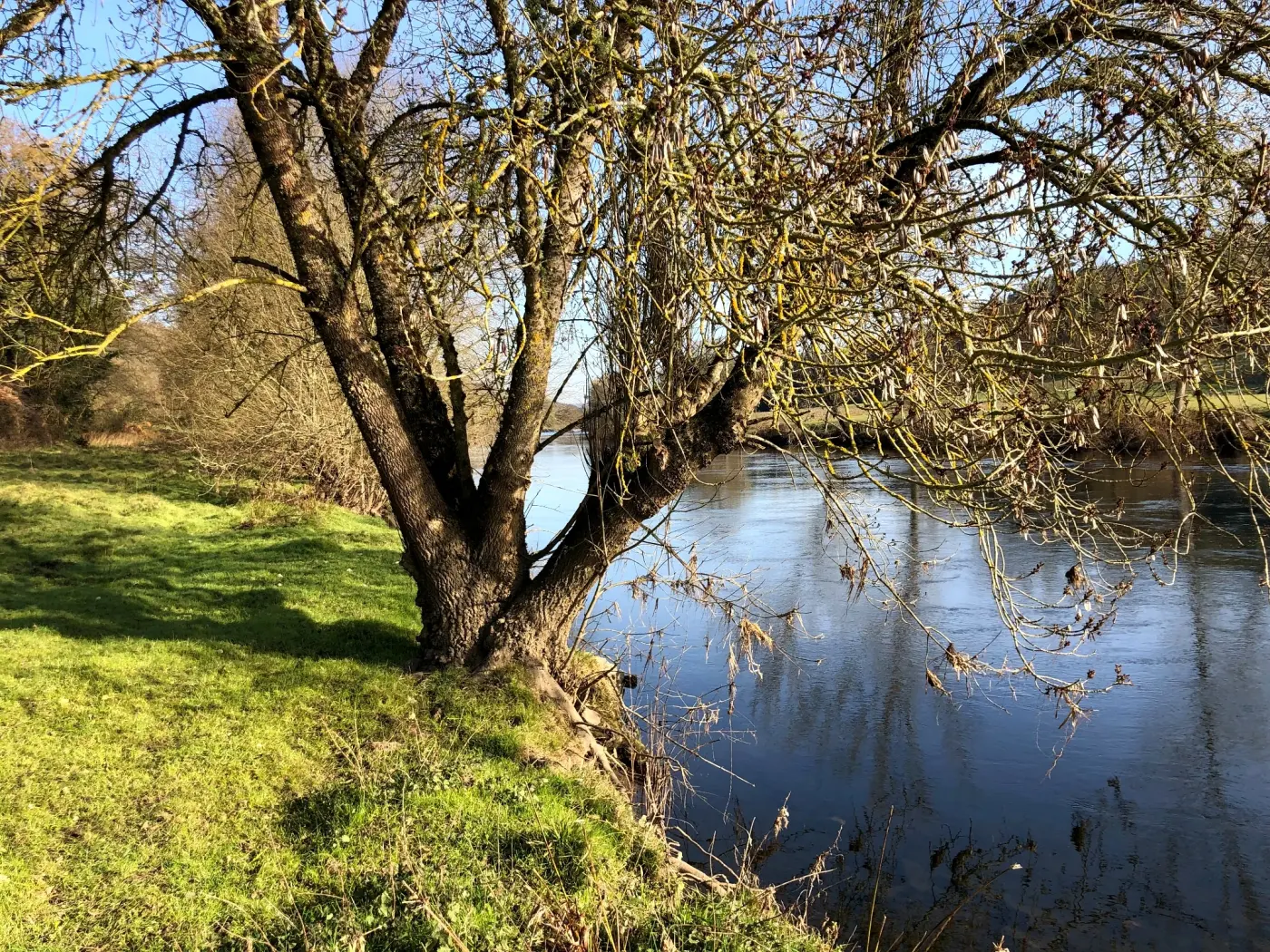 An old tree leaning over the river at the estate's own bank