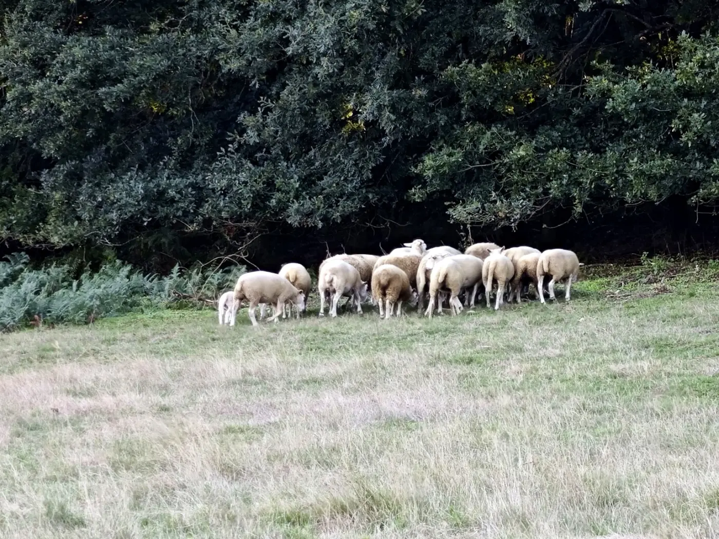 Sheep grazing below the oak wood on the estate